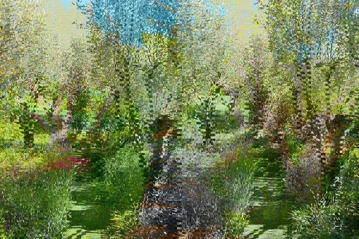 Terra prima fila al mare