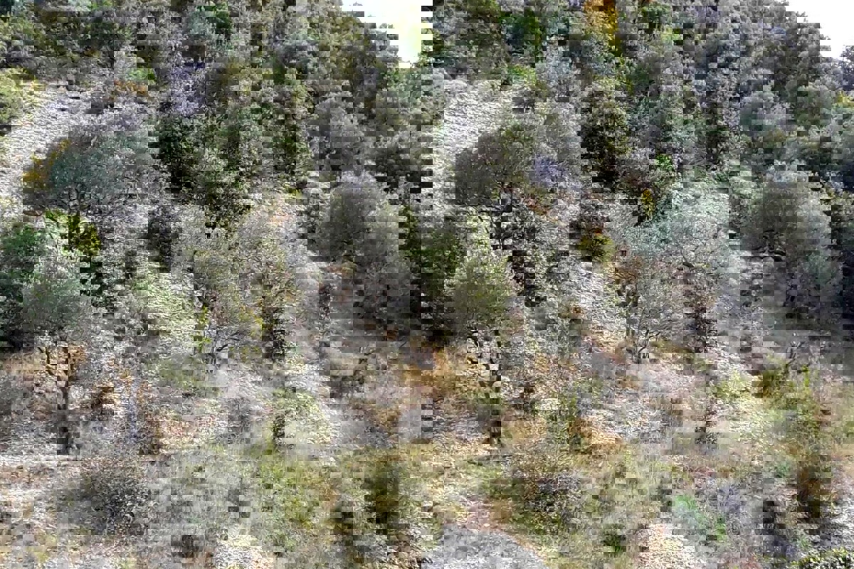 Terreno agricolo con possibilità di edificazione