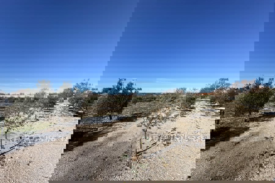 Spaziosa proprietà con più unità abitative e un uliveto