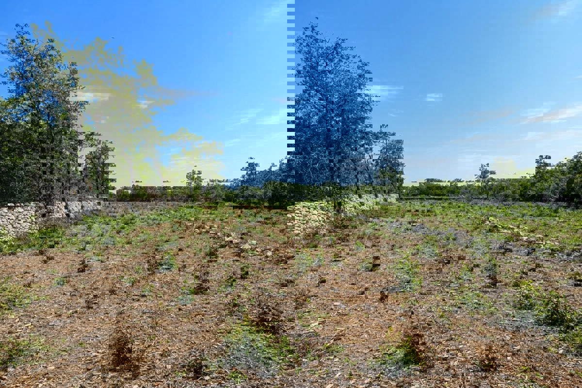 Terreno edificabile con vista mare