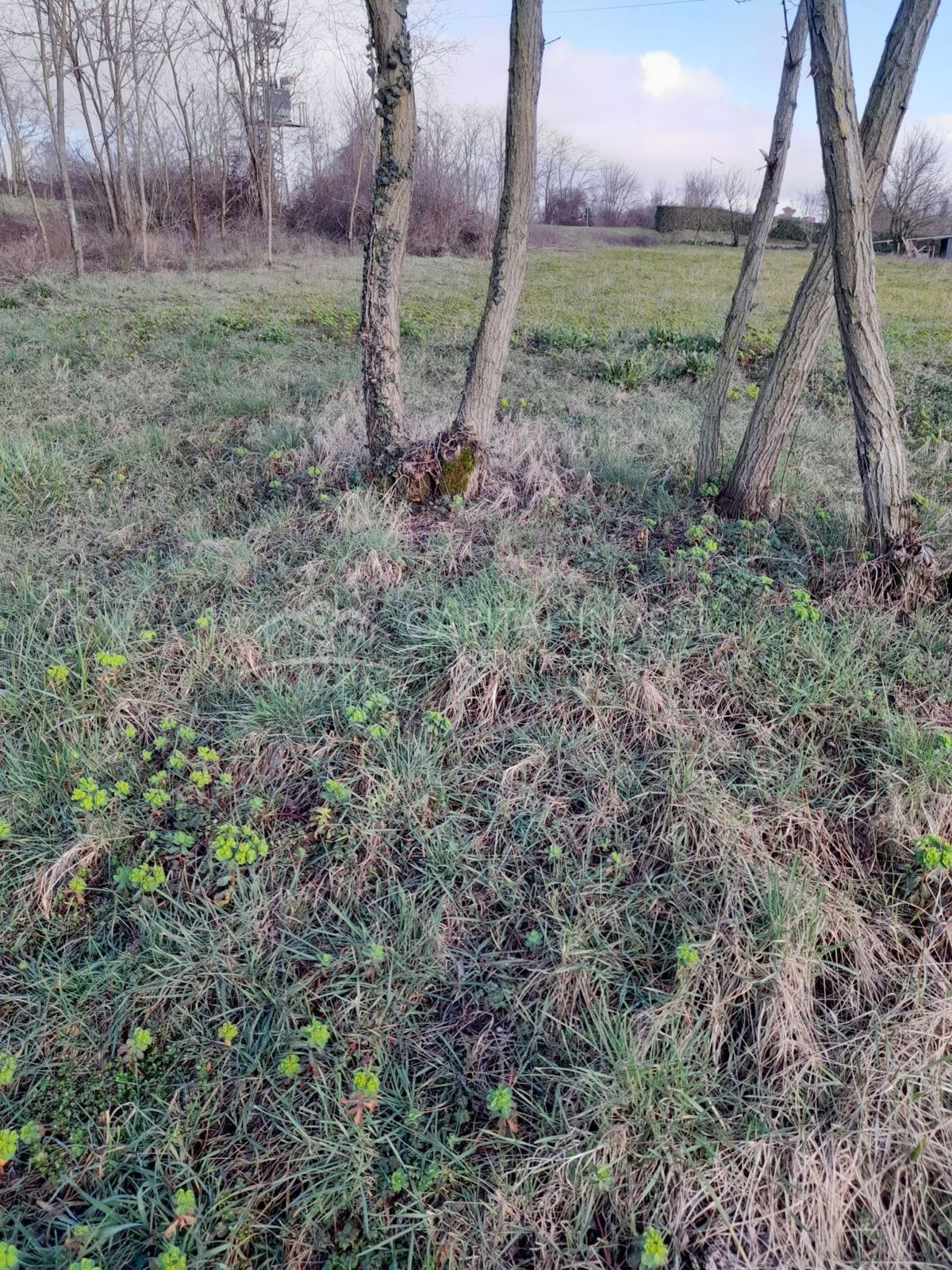 Terreno Žminj, 1.900m2