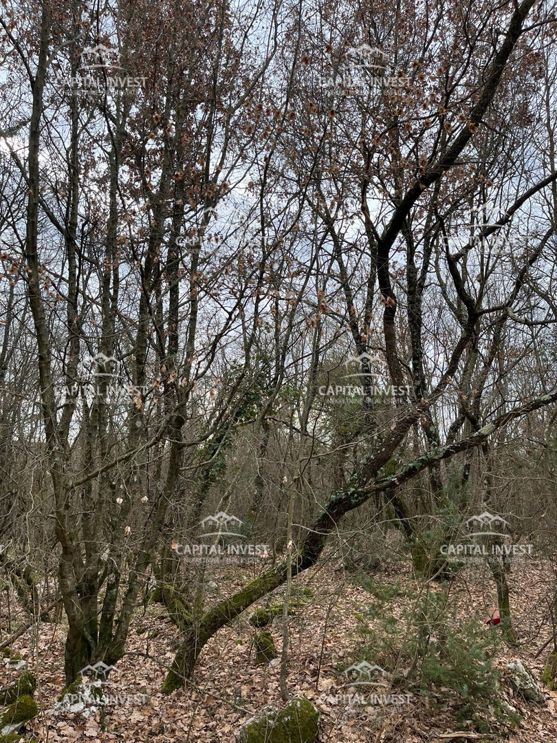 Cava, Lovreč, Istria