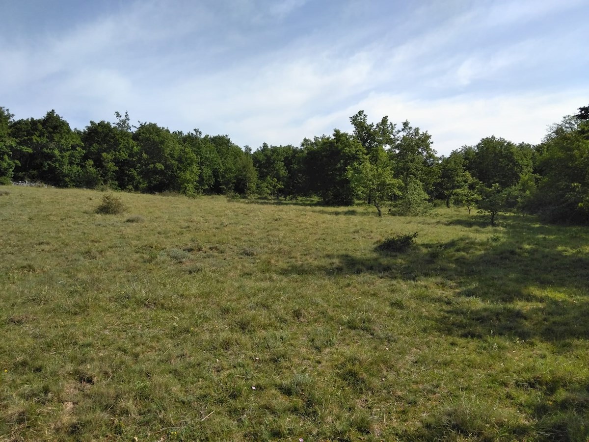 Višnjan / Visignano, dintorni, grande bosco a 300 m dal paese
