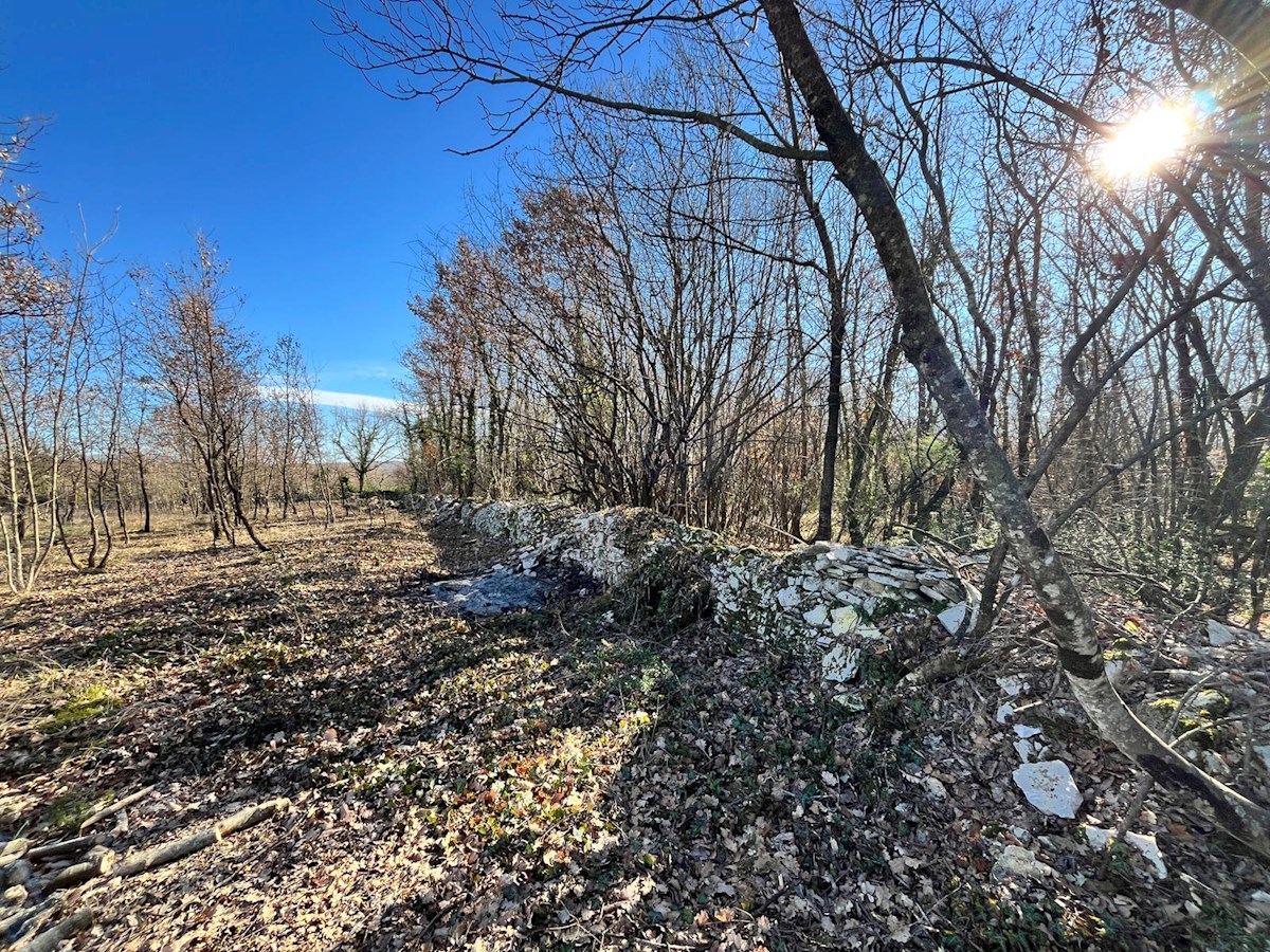 Barat – in vendita grande foresta con vista