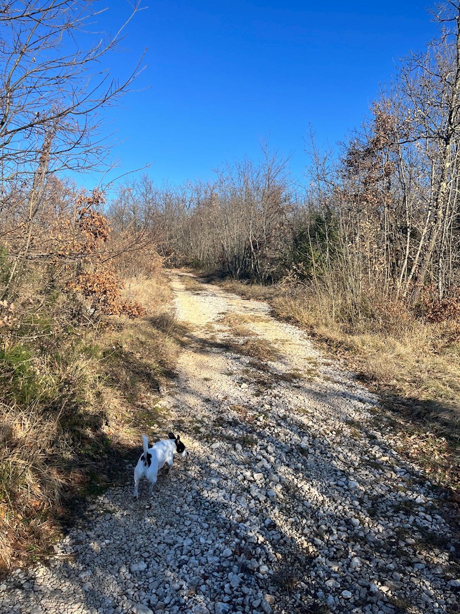 Barat – in vendita grande foresta con vista