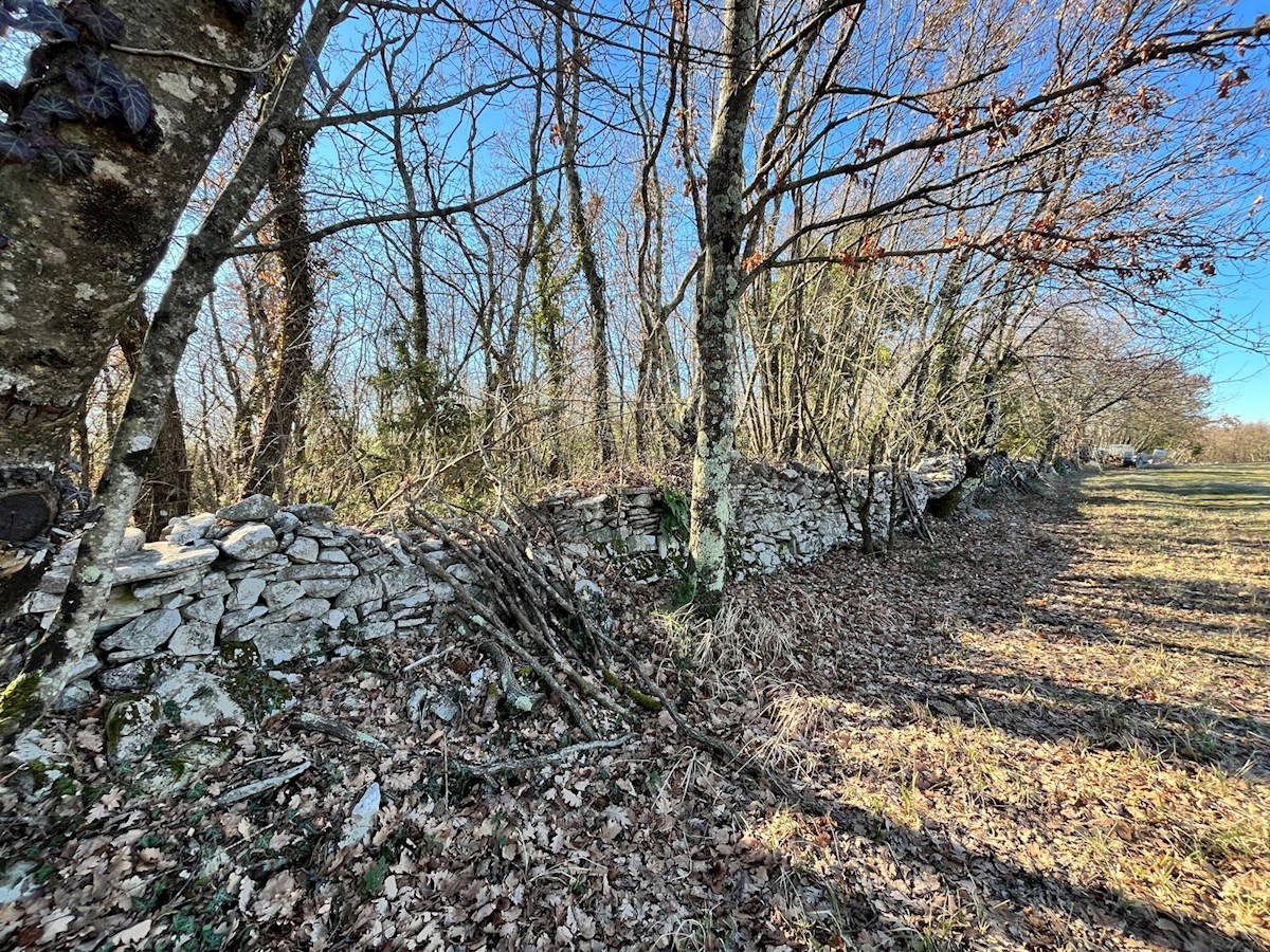 Barat – in vendita grande foresta con vista