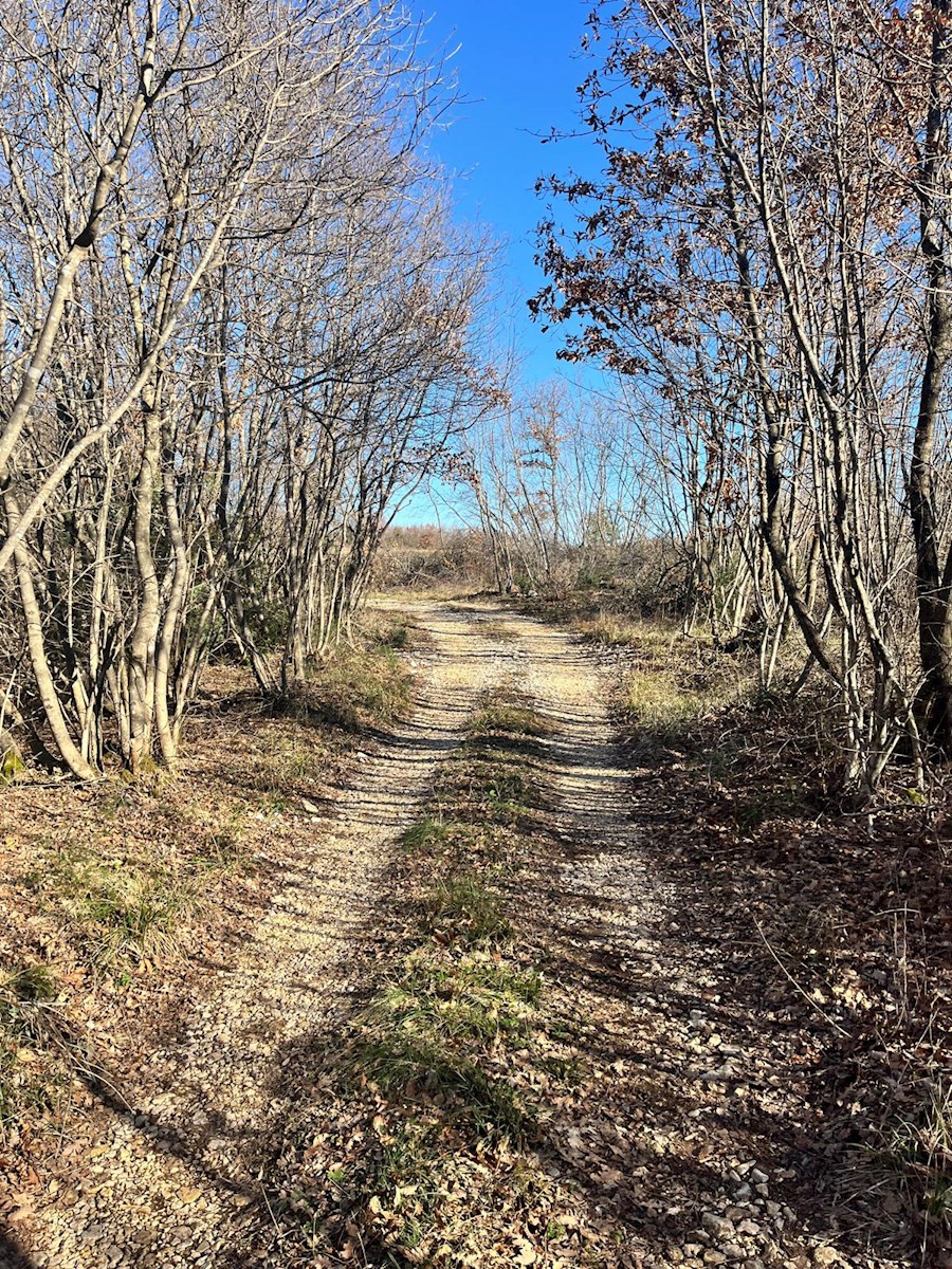 Barat – in vendita grande foresta con vista