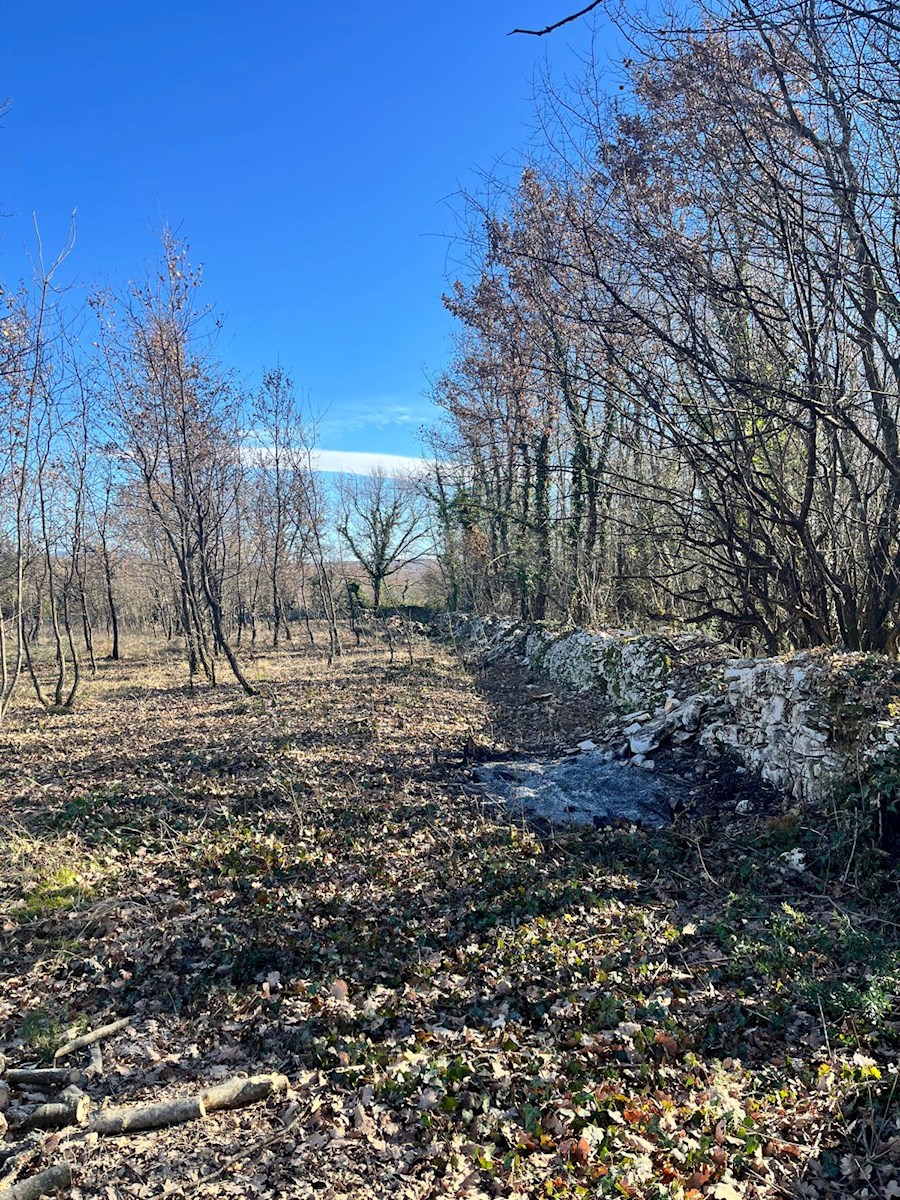 Barat – in vendita grande foresta con vista