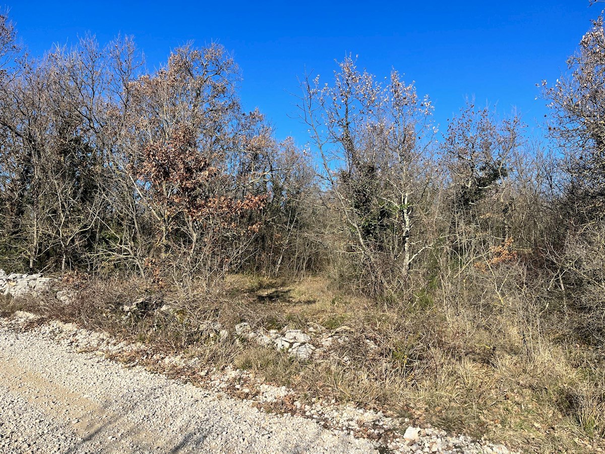 Barat – in vendita grande foresta con vista