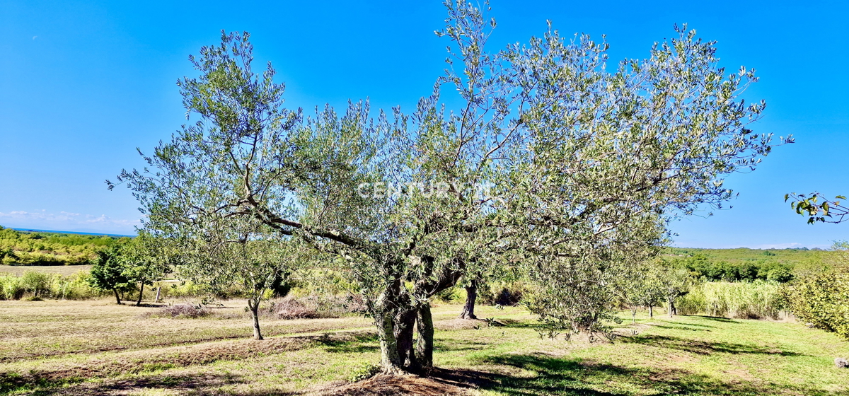 UMAG, DINTORNI, FANTASTICA CASA CON VISTA MARE, OCCASIONE!!