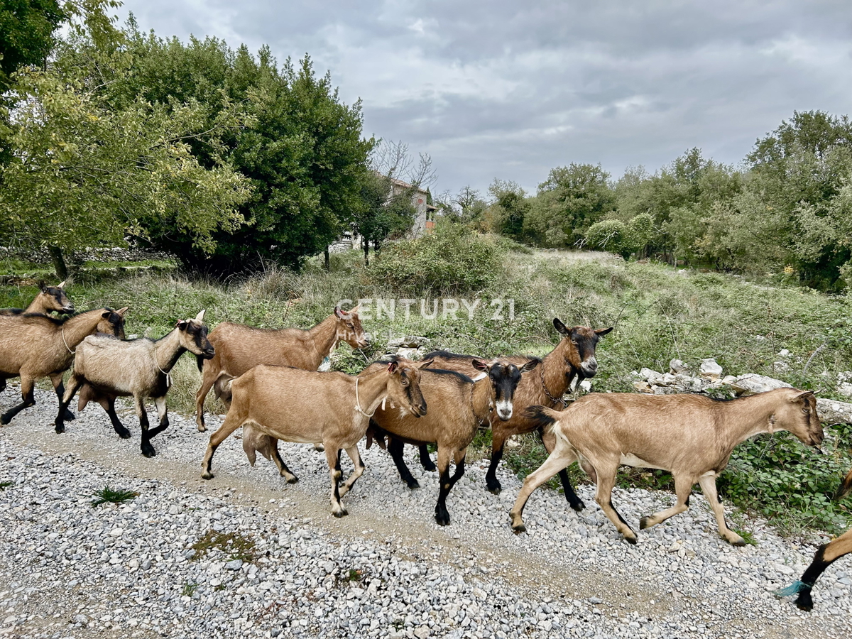 SVETI LOVREČ, DINTORNI, PROPRIETÀ AUTOCTONA ISTRIANA