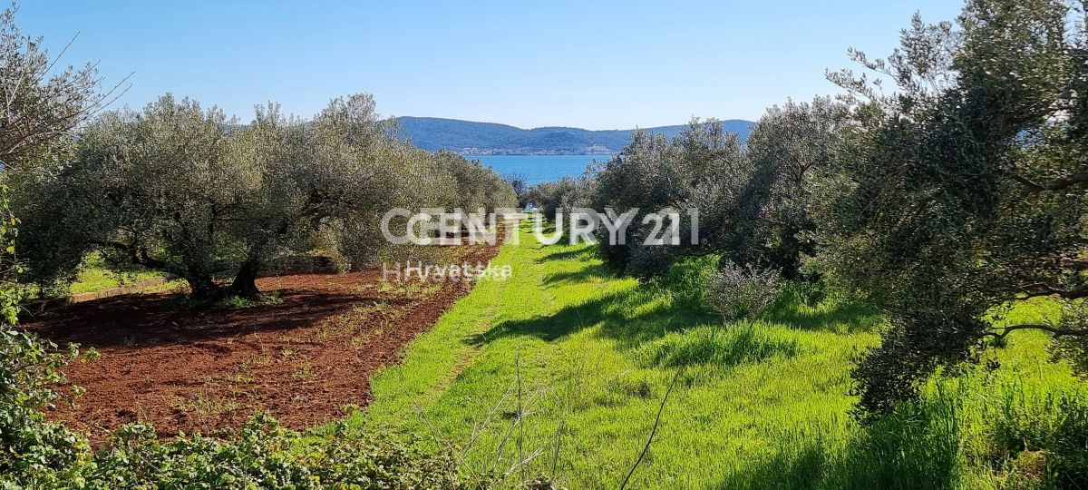 Biograd na Moru, Primorje, Sveti Filip e Jakov, si vende un oliveto ben curato.