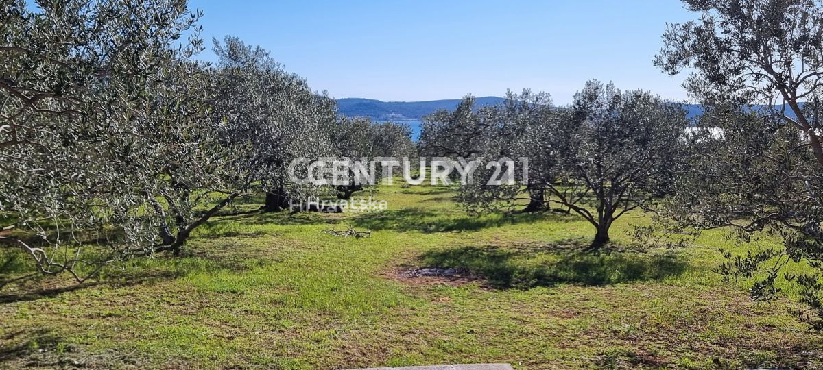 Biograd na Moru, Primorje, Sveti Filip e Jakov, si vende un oliveto ben curato.