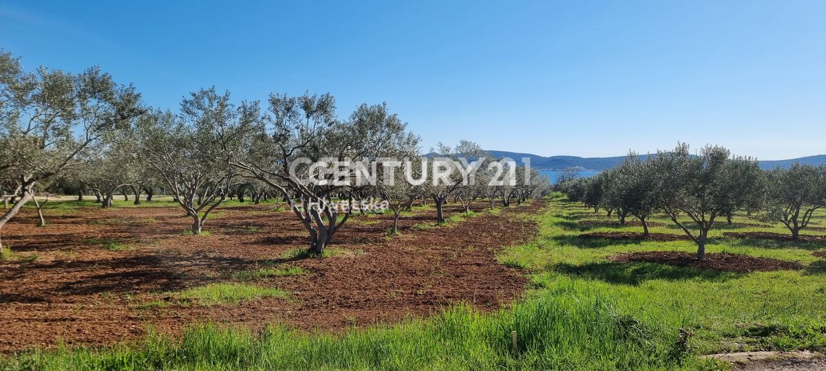 Biograd na Moru, Primorje, Sveti Filip e Jakov, si vende un oliveto ben curato.