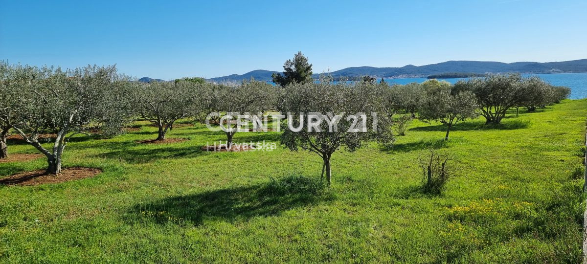 Biograd na Moru, Primorje, Sveti Filip e Jakov, si vende un oliveto ben curato.