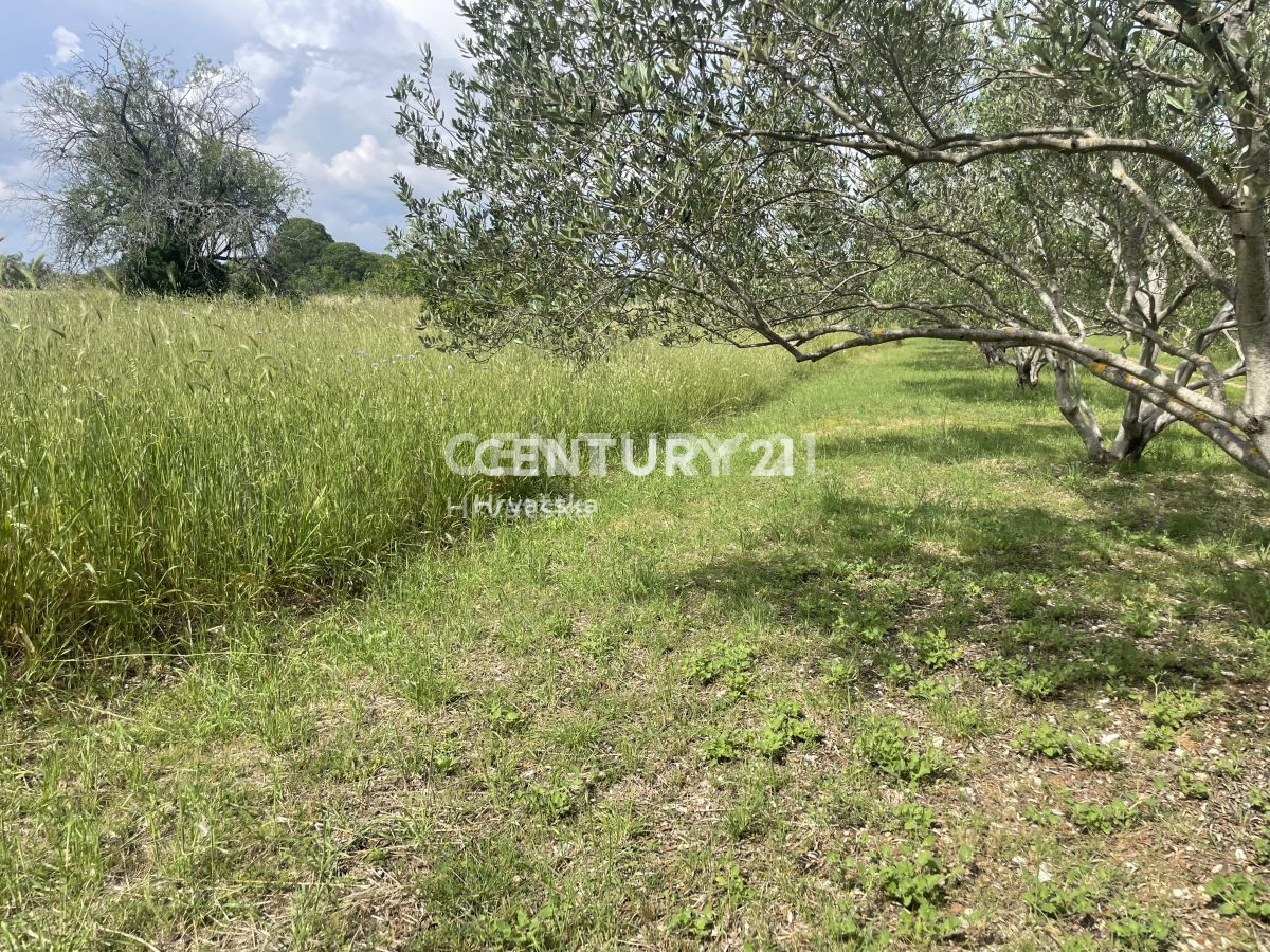 Terreno agricolo a Sveti Filippo e Giacomo di 5953 m2