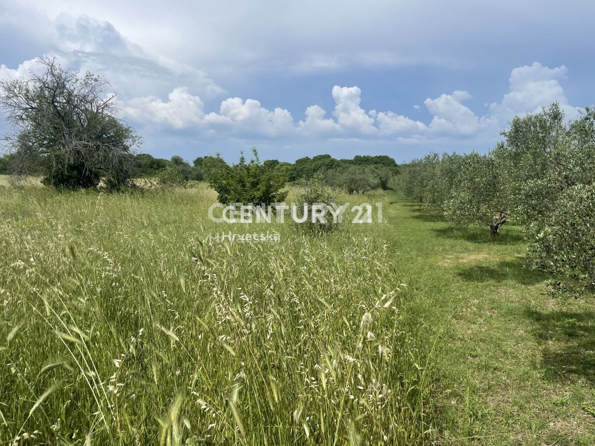 Terreno agricolo a Sveti Filippo e Giacomo di 5953 m2