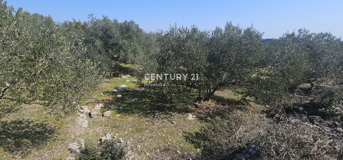 Kukljica, isola di Ugljan, terreno edificabile di 1840 m2 delimitato da muro a secco