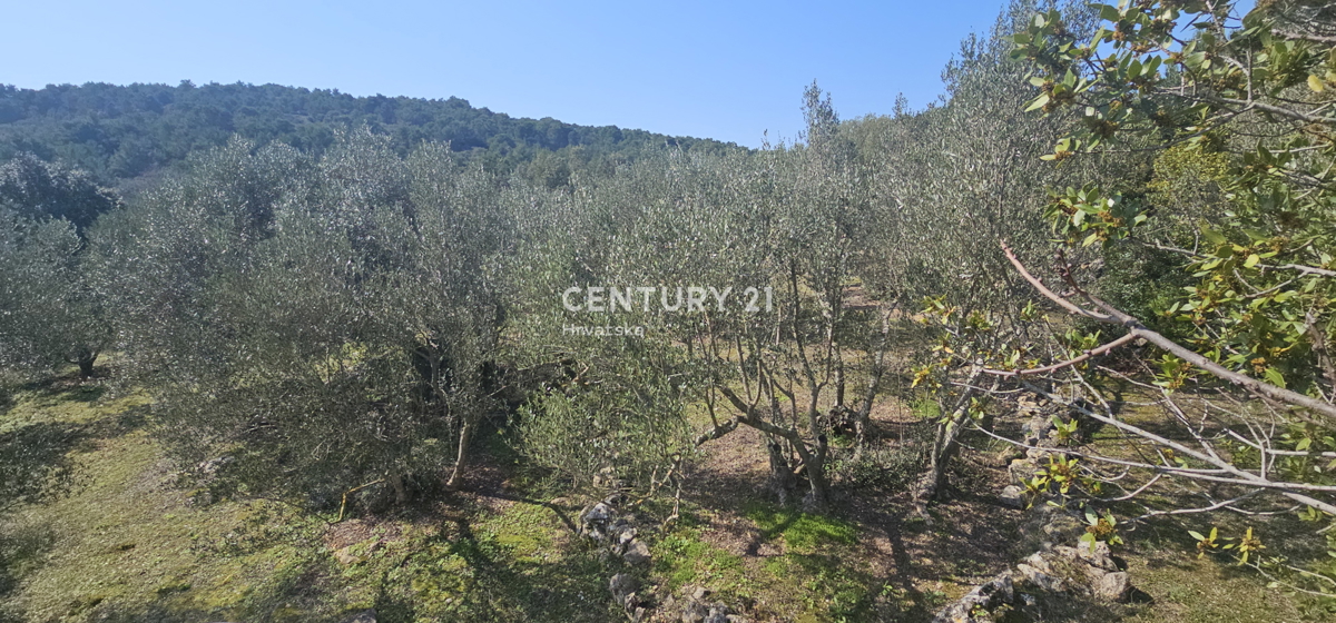 Kukljica, isola di Ugljan, terreno edificabile di 1840 m2 delimitato da muro a secco