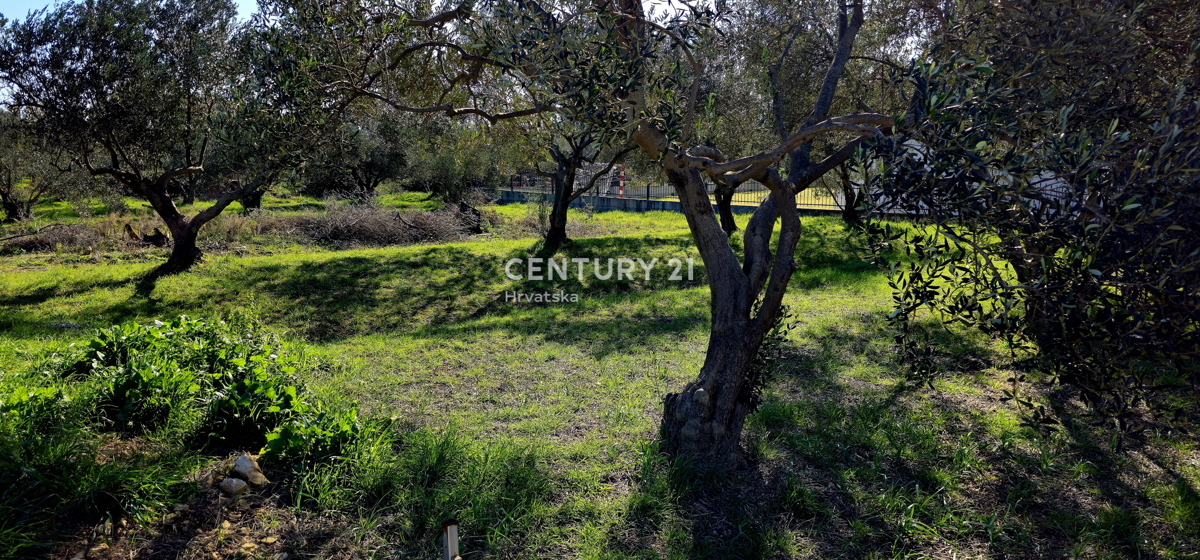 Sveti Filip i Jakov, Turanj, terreno edificabile, ulivada, 747 m2 con vista mare