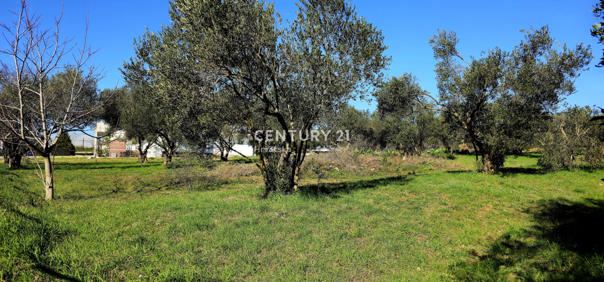 Sveti Filip i Jakov, Turanj, terreno edificabile, ulivada, 747 m2 con vista mare