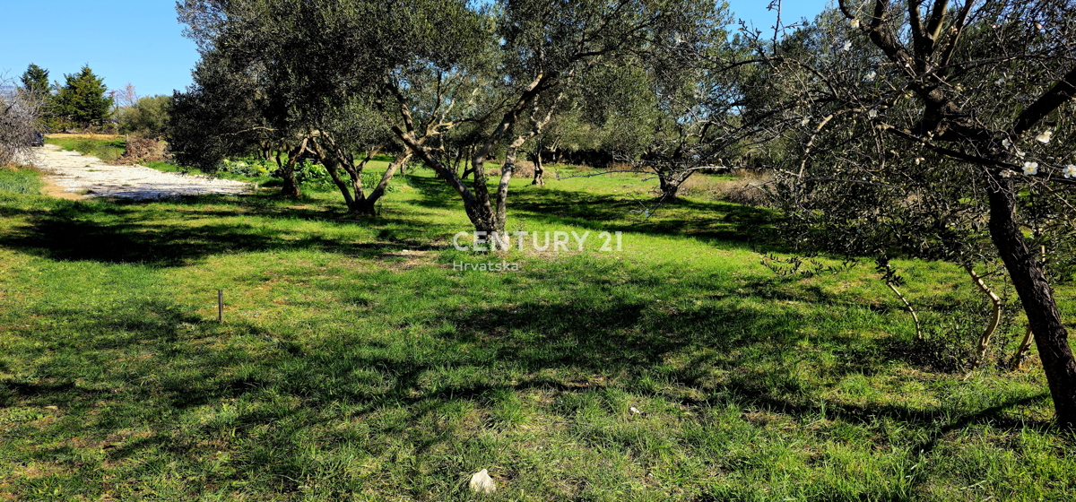 Sveti Filip i Jakov, Turanj, terreno edificabile, ulivada, 747 m2 con vista mare
