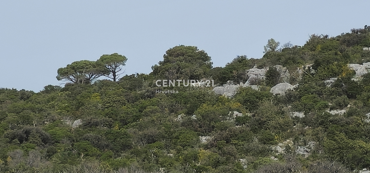 Tkon, Isola di Pašman, in vendita grande uliveto abbandonato