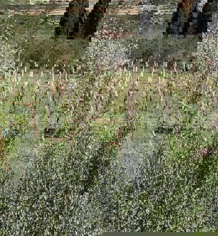 Spalato, Kamen, terreno edificabile M1, 2033 m2