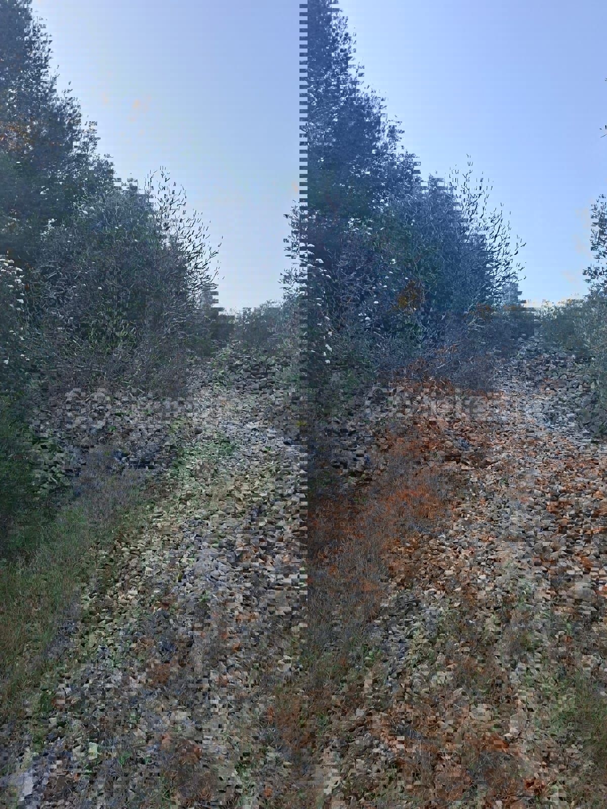 Slatine, terreno agricolo di 3.276 m2, in prima fila dal mare