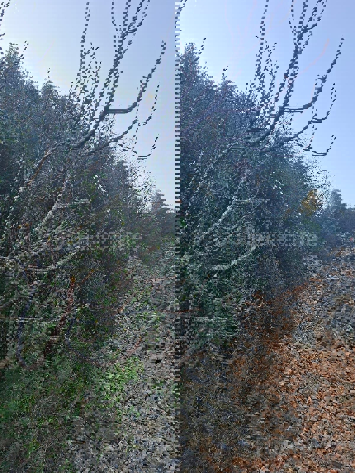 Slatine, terreno agricolo di 3.276 m2, in prima fila dal mare