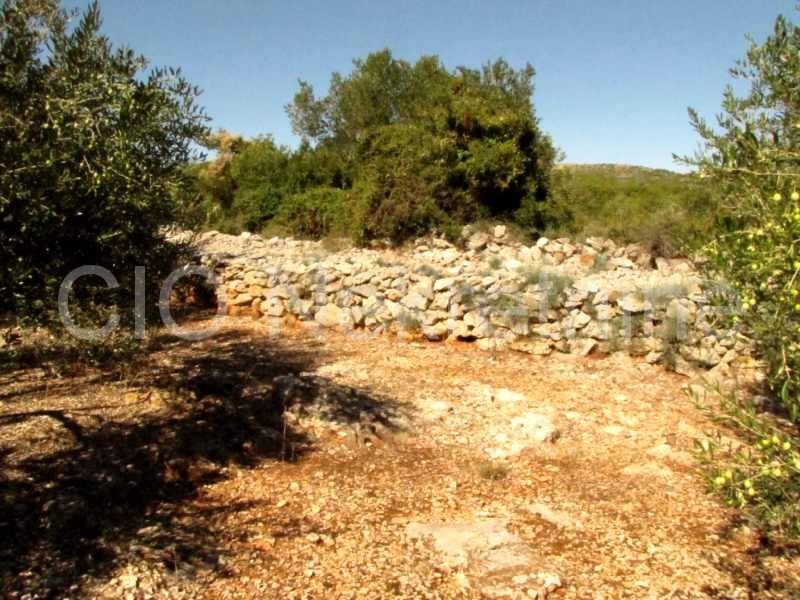 Marina, terreni agricoli, la vendita