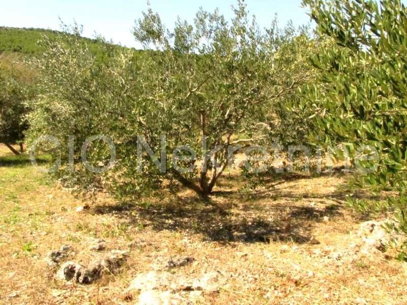 Marina, terreni agricoli, la vendita