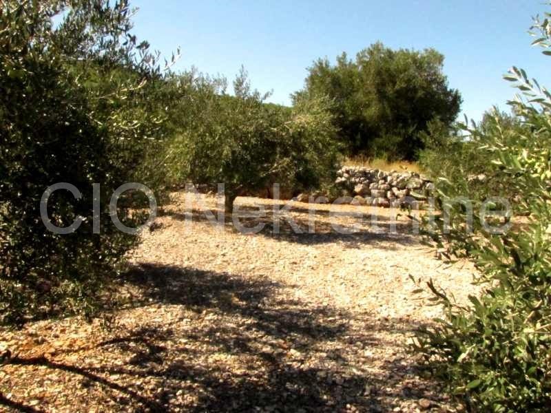 Marina, terreni agricoli, la vendita