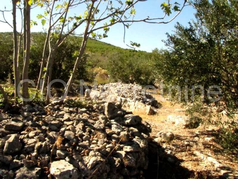 Marina, terreni agricoli, la vendita