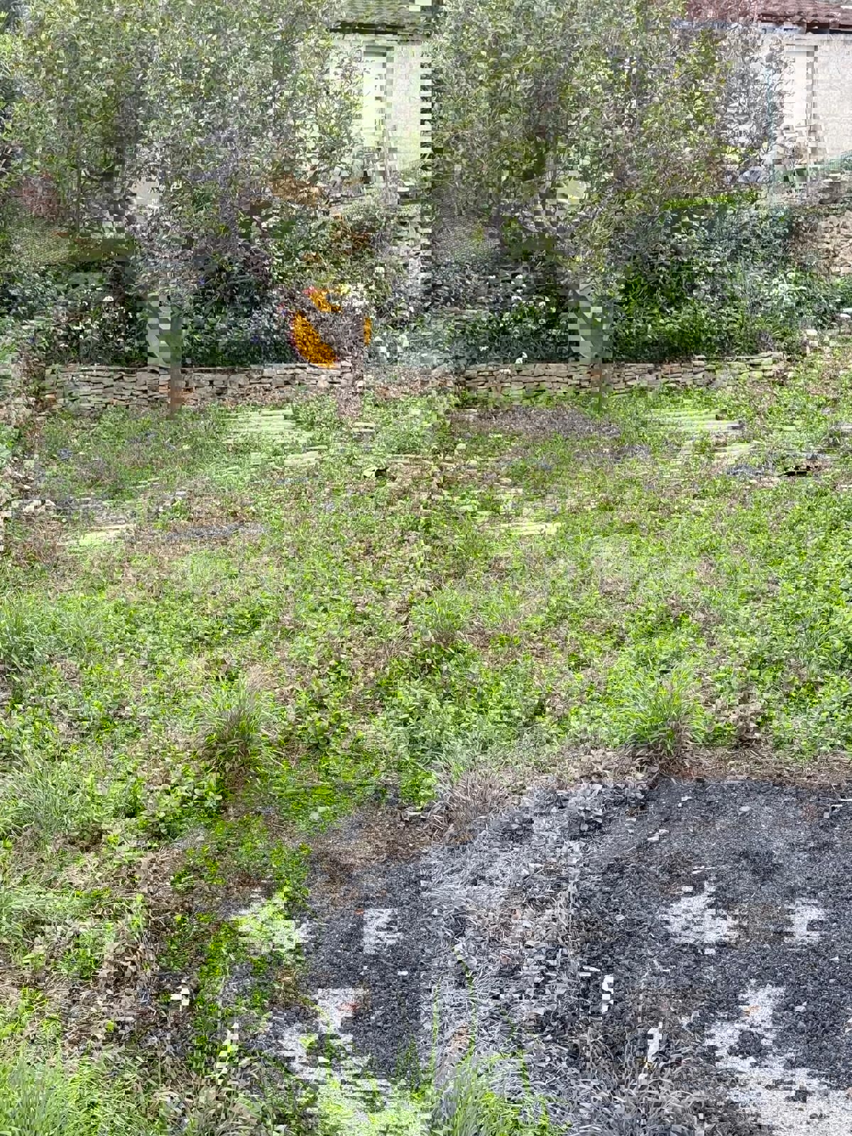 Brač, Sutivan, casa in pietra, in vendita