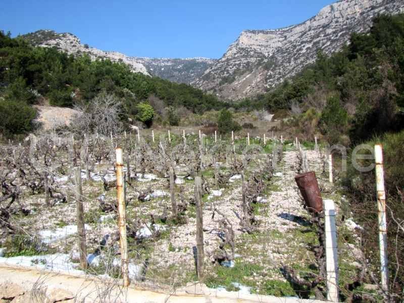 Brač, Bol, Terreno agricolo, vendita