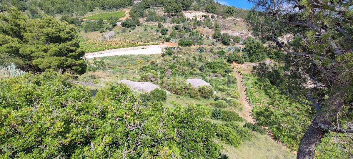 Brac. Nerežišće, terreno agricolo, vendita