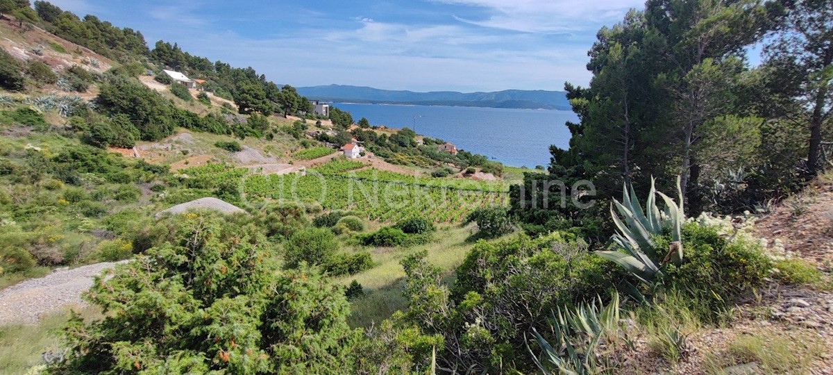 Brac. Nerežišće, terreno agricolo, vendita