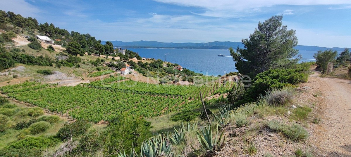 Brac. Nerežišće, terreno agricolo, vendita