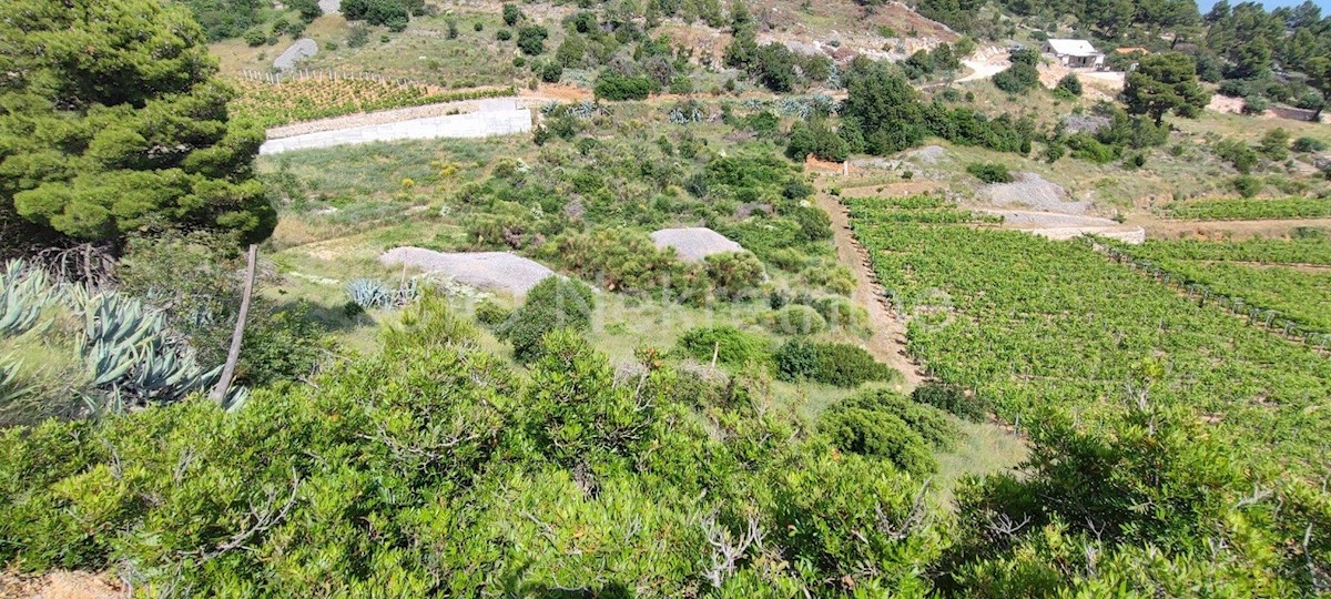 Brac. Nerežišće, terreno agricolo, vendita