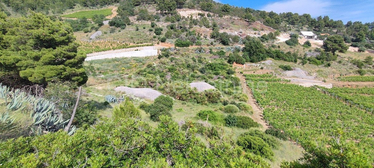 Brac. Nerežišće, terreno agricolo, vendita