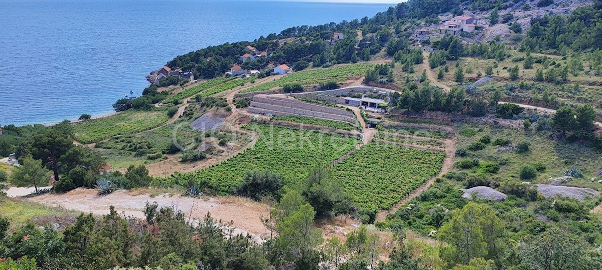 Brac. Nerežišće, terreno agricolo, vendita