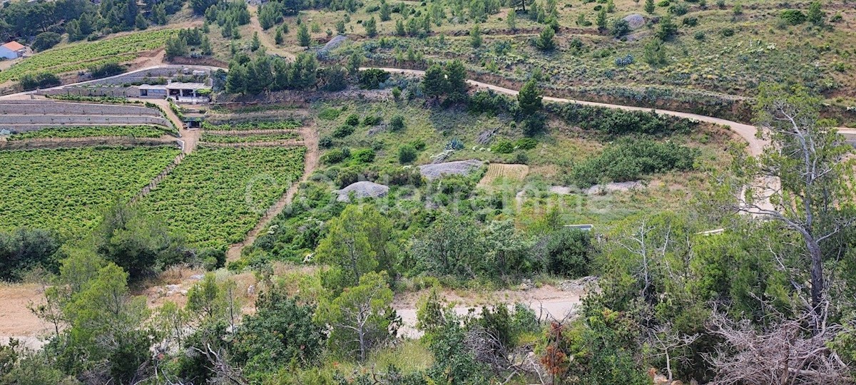 Brac. Nerežišće, terreno agricolo, vendita