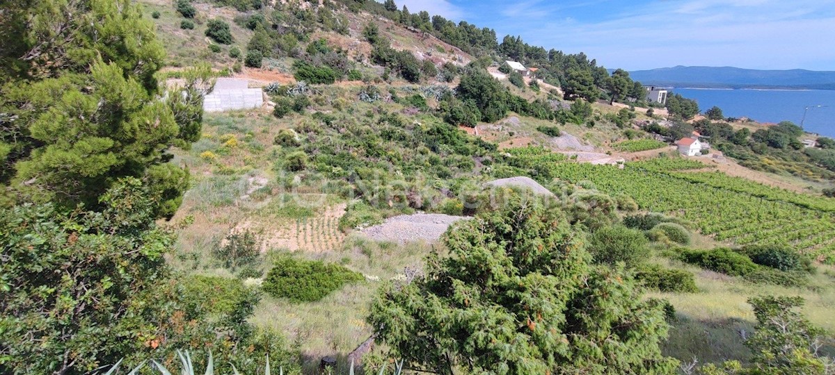 Brac. Nerežišće, terreno agricolo, vendita