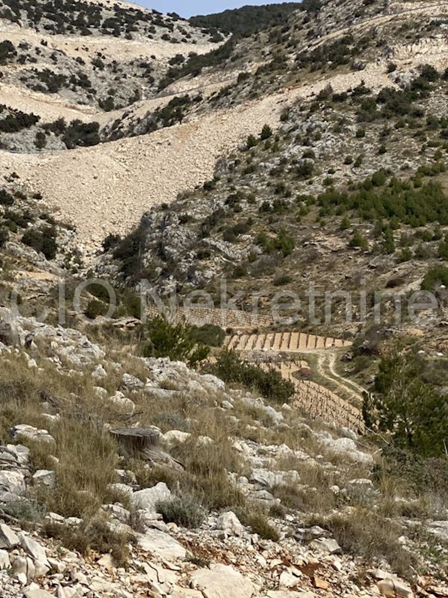 Brac, Nerezisca, terreno agricolo, vendita