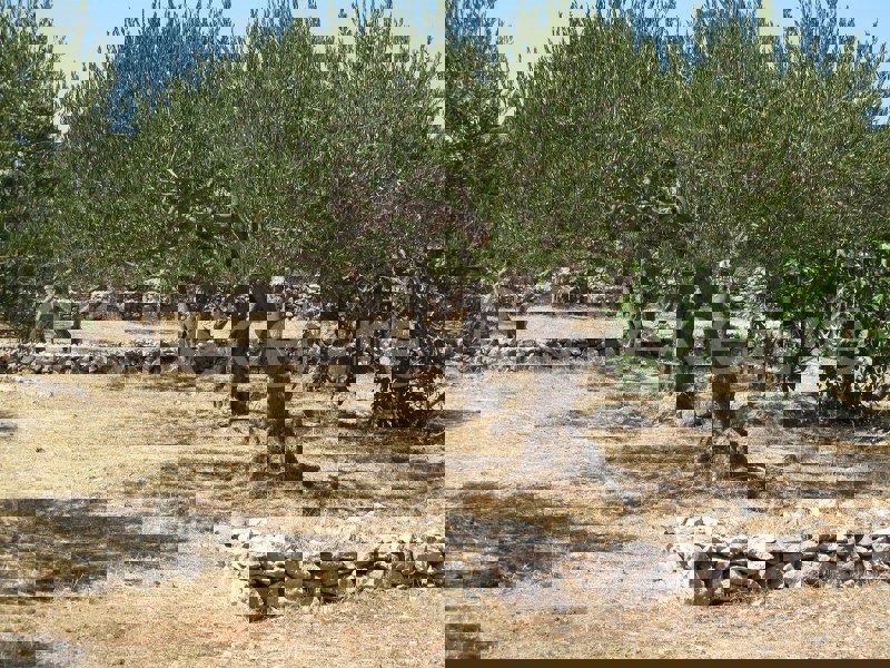 Brač, Milna, uliveto paesaggistico 3547 m2 e casa 23 m2, in vendita