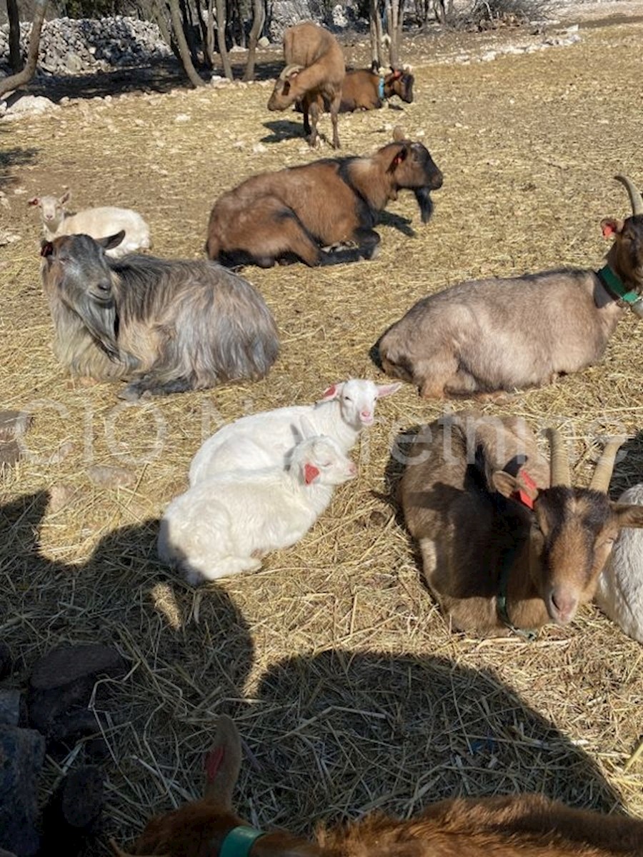Brac, Donji Humac, casa di famiglia e ranch, in vendita