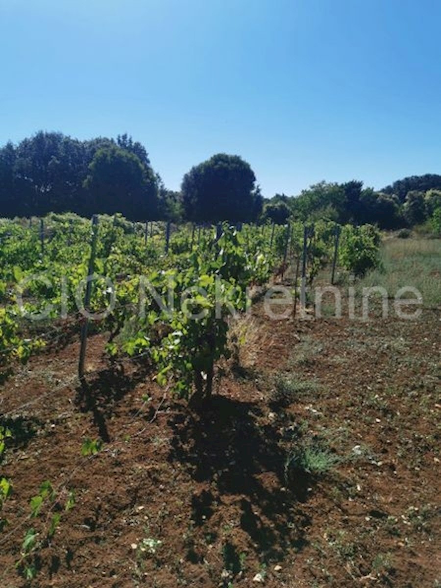 Brac, Donji Humac, casa di famiglia e ranch, in vendita
