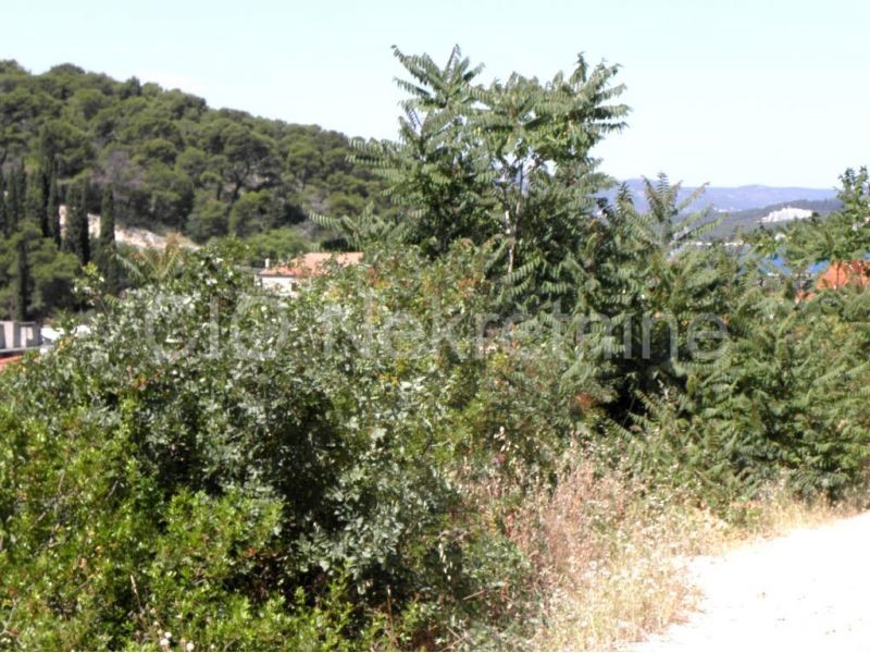 Trogir, Cocina cara, terreno edificabile in verde