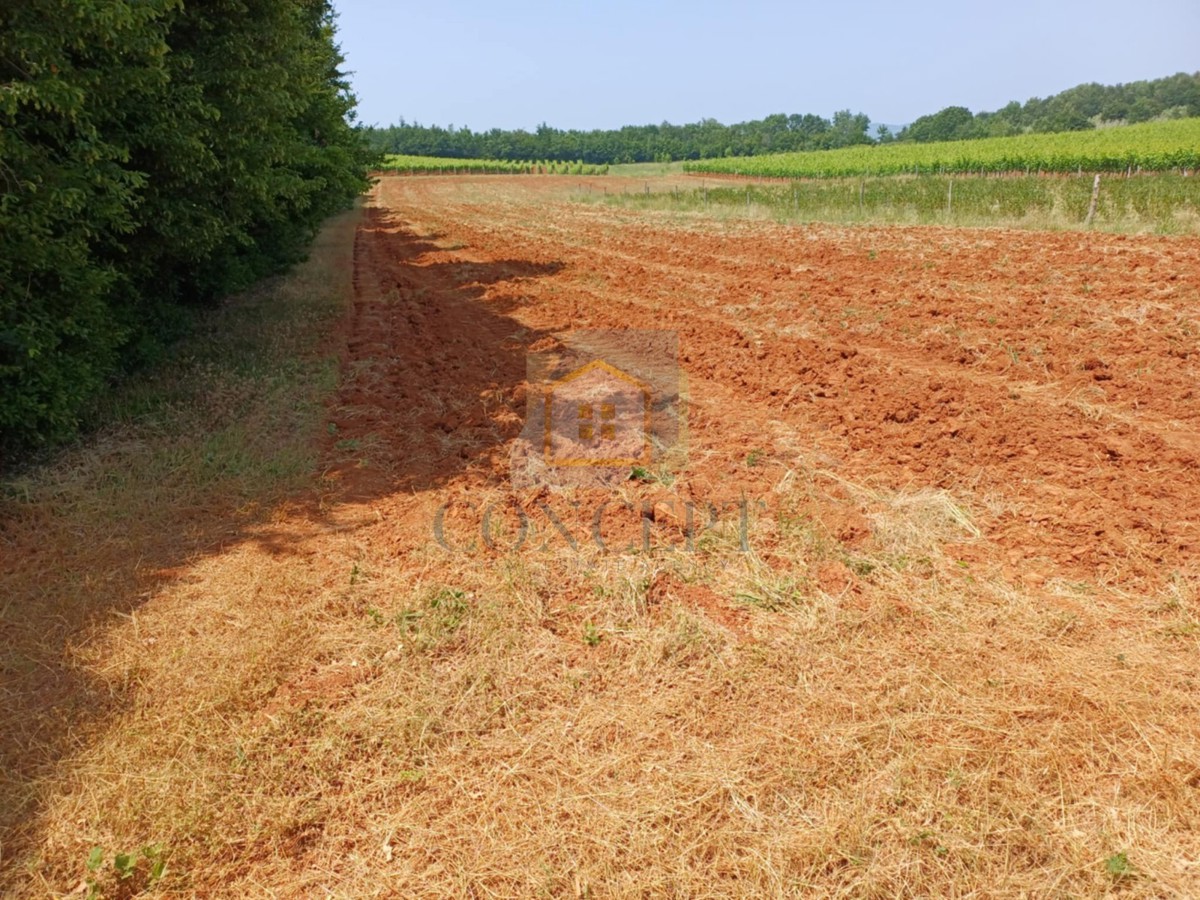 Poreč, Vižinada, dintorni, Ampio terreno agricolo, 400 m dal villaggio